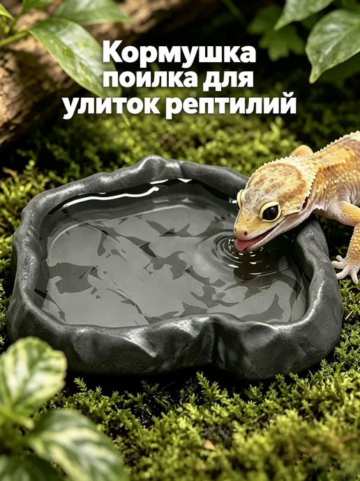 Кормушка-поилка для рептилий и амфибий 15.5×12×2 см, 15.5x12x2 см