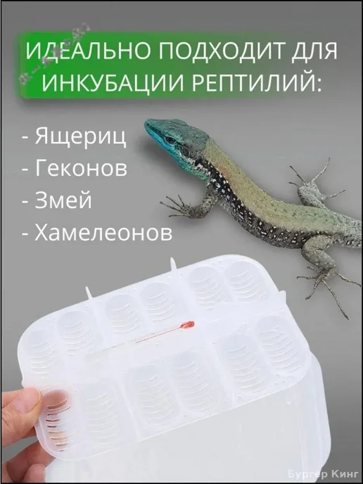 Инкубатор для рептилий, 12 ячеек с термометром, Инкубатор рептилий 12 ячеек, фото 2