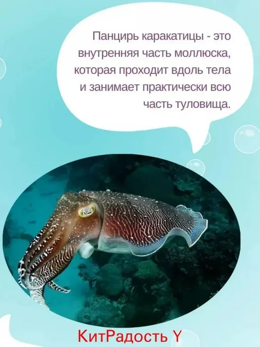 Сепия панцирь каракатицы для животных, 12 шт, 8–10 см, 12 шт, фото 4