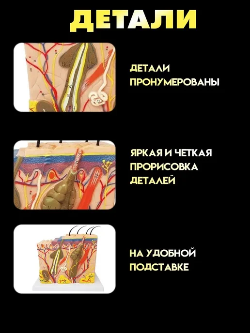 Трехмерная анатомическая модель строения кожи человека, вариант, фото 2