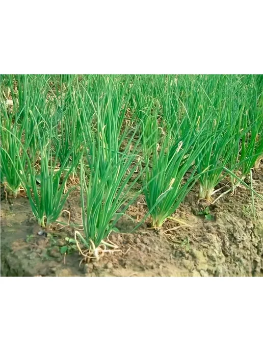 Лук Старорусский -семейный, желтый, фото 2