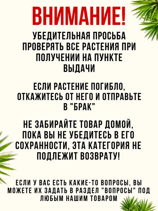 Шепот лепестков Драцена Лемон Лайм живое комнатное растение в горшке, вариант, фото 5