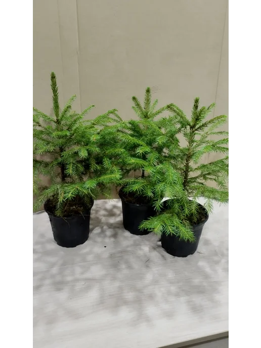 Ель обыкновенная Picea abies 1-литровом горшке, вариант, фото 3