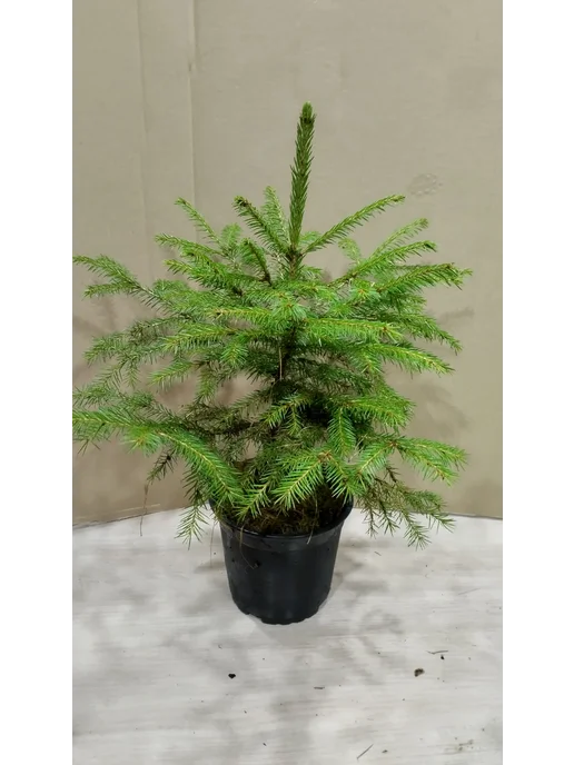 Ель обыкновенная Picea abies 1-литровом горшке, вариант, фото 4