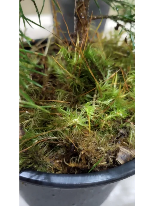 Ель обыкновенная Picea abies 1-литровом горшке, вариант, фото 5