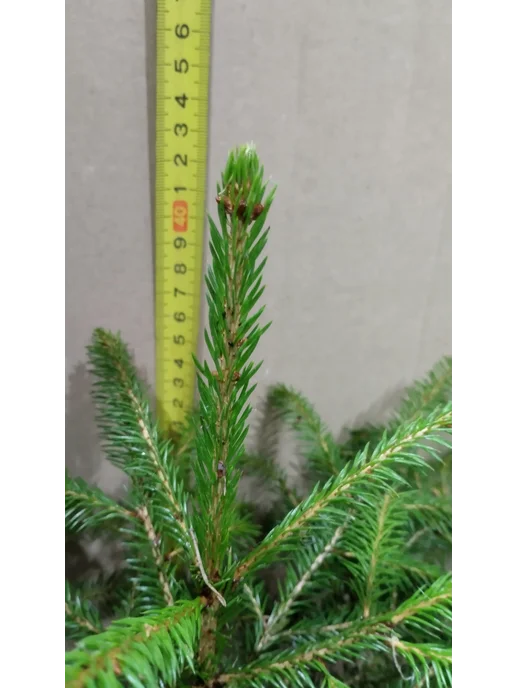 Ель обыкновенная Picea abies 1-литровом горшке, вариант, фото 6