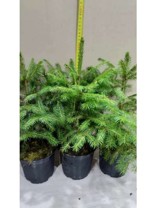 Ель обыкновенная Picea abies 1-литровом горшке, вариант, фото 7