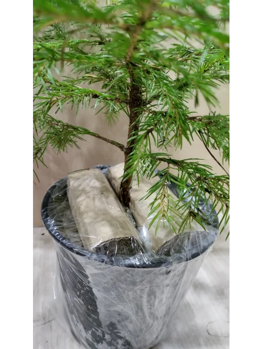 Ель обыкновенная Picea abies 1-литровом горшке, вариант, фото 8