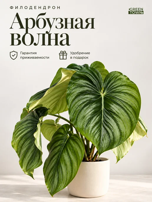 GREEN TOWN Филодендрон Арбузная Волна живое растение, зеленый