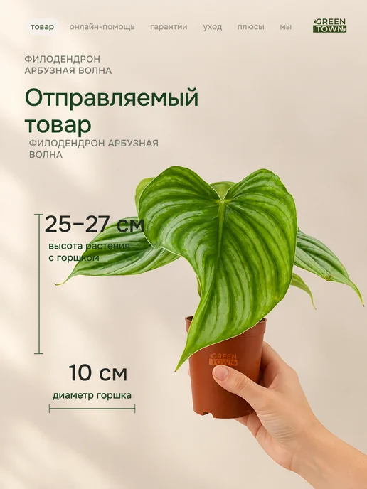 GREEN TOWN Филодендрон Арбузная Волна живое растение, зеленый, фото 2