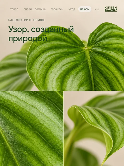 GREEN TOWN Филодендрон Арбузная Волна живое растение, зеленый, фото 3