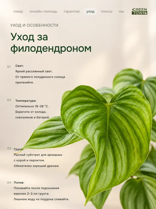 GREEN TOWN Филодендрон Арбузная Волна живое растение, зеленый, фото 4