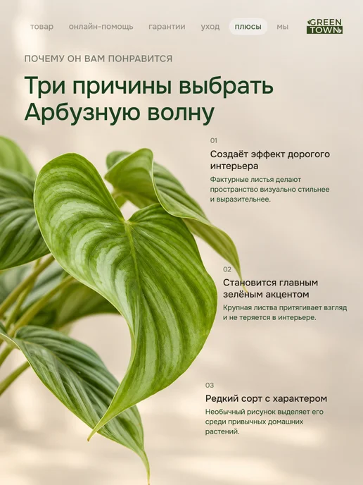 GREEN TOWN Филодендрон Арбузная Волна живое растение, зеленый, фото 5