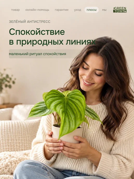 GREEN TOWN Филодендрон Арбузная Волна живое растение, зеленый, фото 6