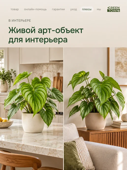 GREEN TOWN Филодендрон Арбузная Волна живое растение, зеленый, фото 7