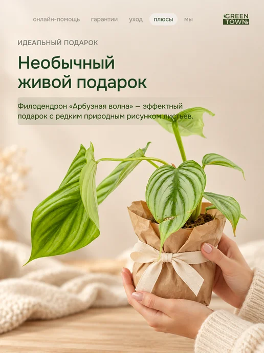 GREEN TOWN Филодендрон Арбузная Волна живое растение, зеленый, фото 8