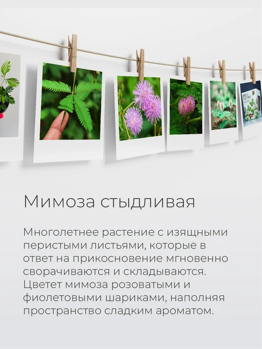 Магия Цветов Индийская сирень Набор для выращивания растений, вариант, фото 2