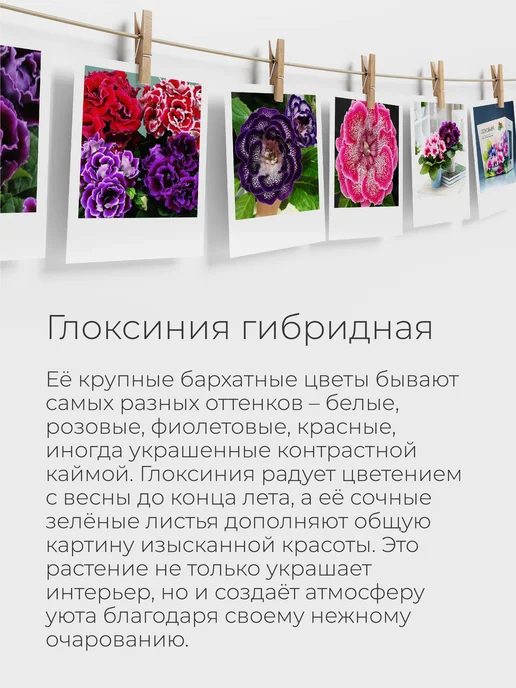Магия Цветов Глоксиния Набор для выращивания растений, вариант, фото 2