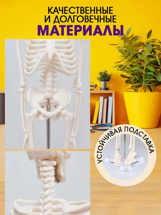 Анатомическая модель скелета человека, разборный учебный мак, настольное учебное пособие 40, фото 2
