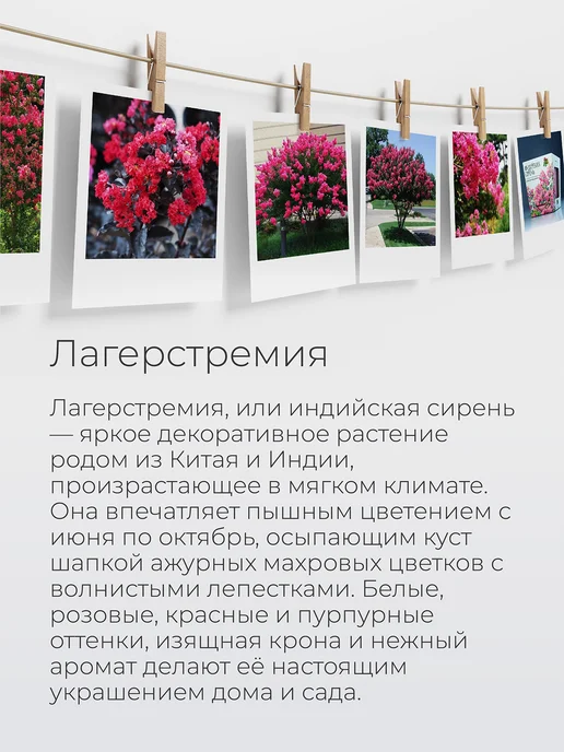 Магия Цветов Индийская сирень Набор для выращивания растений, фиолетовый, фото 2