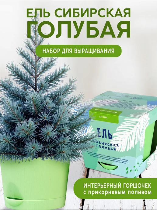 Тысяча Листьев Жакаранда Набор для выращивания растений и цветов, голубой
