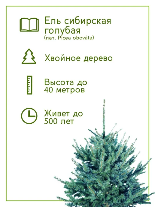 Тысяча Листьев Жакаранда Набор для выращивания растений и цветов, голубой, фото 2