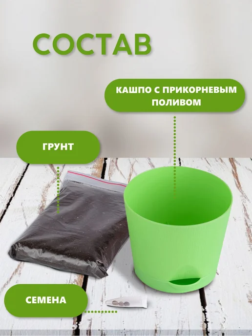 Тысяча Листьев Жакаранда Набор для выращивания растений и цветов, голубой, фото 3