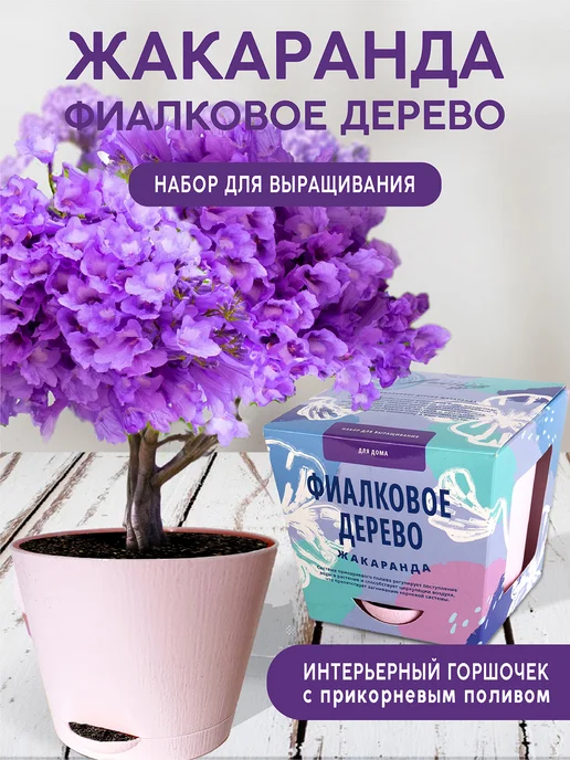 Тысяча Листьев Жакаранда Набор для выращивания растений и цветов, вариант