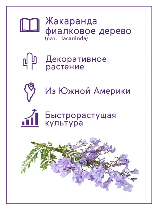 Тысяча Листьев Жакаранда Набор для выращивания растений и цветов, вариант, фото 2
